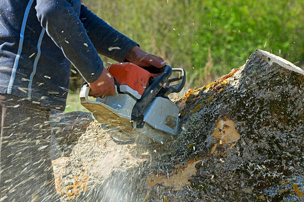 How Our Tree Care Process Works  in Pajaro, CA